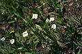 Mimulus gracilis