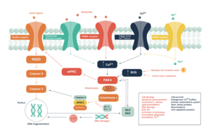 Molecular pathways outlining the role of glutamate excitoxicity following stroke Molecular pathways outlining the role of glutamate in excitoxicity following stroke.png