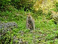 Macaco con cucciolo