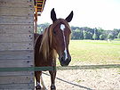 Muso di cavallo (Horse Head) 2.jpg