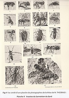 Fig.4 : Thèse de Nicolas Théobald, pl. II, Insectes du Sannoisien du Gard entre 33,9 et 28,1 millions d'années