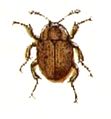 Necrophilus.subterraneus.-.calwer. 
 10.08. jpg