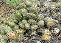 Opuntia fragilis