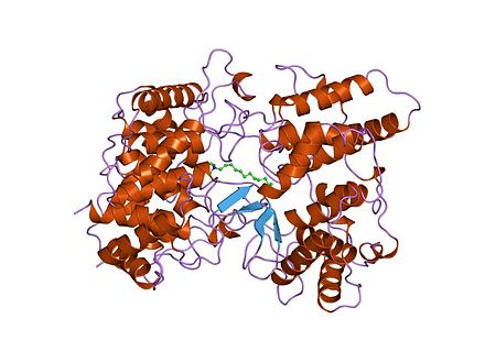 Steroid hormones are lipid molecules synthesized from