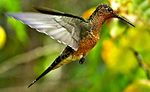 Миниатюра для Исполинский колибри
