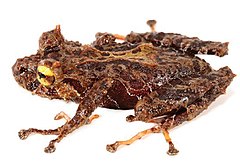 Description de l'image Pristimantis colonensis.jpg.