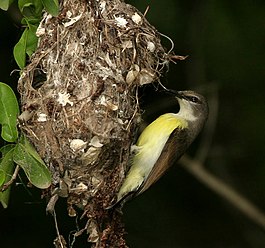 vrouwtje bij nest