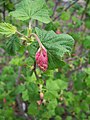 Ribes sanguineum