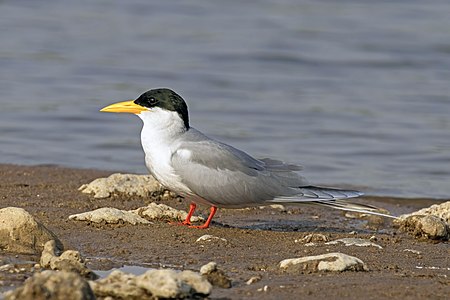 River tern, by Charlesjsharp