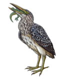 Restoration of a Rodrigues night heron eating a gecko