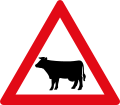 Cattle