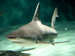 Sandbar shark new orleans.jpg