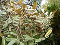 Sarcolaena oblongifolia s plody