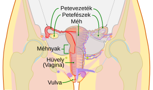 Női szaporító szervek vázlatos rajza