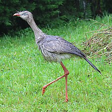 Kuifseriema in Nova Friburgo (RJ)