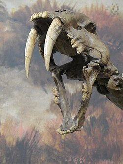 Tigre à dents de sabre (Smilodon fatalis)