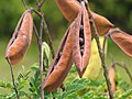 2018年8月21日 (火) 00:12時点における版のサムネイル