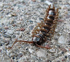 Lithobius forficatus, margfætla