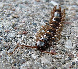 Ruskojuoksiainen (Lithobius forficatus)