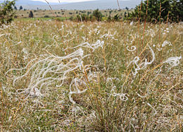 Almindelig fjergræs (Stipa pennata) Foto: Myrabella