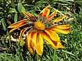 eine Gazania in Südafrika (November 2008)