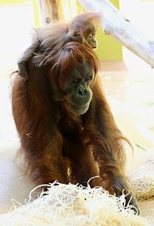 Sumatra-Orang-Utan Pongo pygmaeus abeli Tierpark Hellabrunn-1.jpg