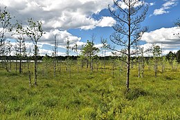 Chuvnoy-Suo Swamp: 1 km northeast of the village, Kutizhma, Pryazhinsky district, Karelia. (Image and Text: Александр Байдуков