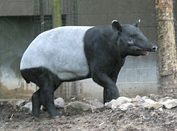 A female tapir with proboscis outstretched, Woodland Park Zoo, Seattle