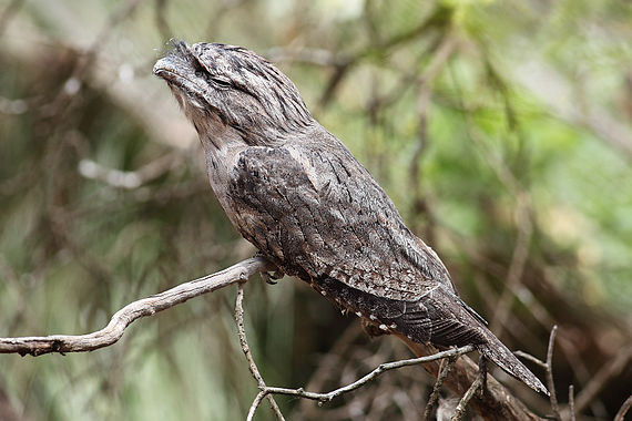 A photograph of a bird perched on a branch. Its ash colored features uncannily resembles tree bark.