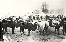 While dogs were commensals, and sheep were kept for food, camels, like horses and donkeys, were domesticated as working animals. Tibet ~ Camel Caravan (3747098653) (cropped).jpg