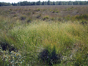 blanka rinĥosporo (Rhynchospora alba)