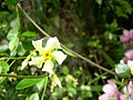 Žlutě kvetoucí druh Trachelospermum asiaticum