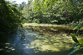 Trap Pond State Park.jpg