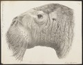 Original image, modern walrus