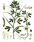 Trigonella foenum-graecum — Пажитник сенной