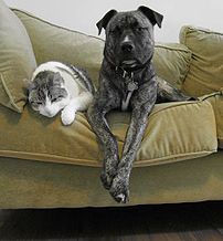 Cat and Dog, domesticated carnivorans