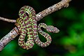 trimeresurus venustus.