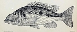 Tyrannochromis macrostoma