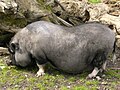 Hängebauchschwein im Streichelzoo