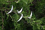 Miniatura per Acacia luederitzii