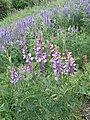 Stijve wikke (Vicia tenuifolia)