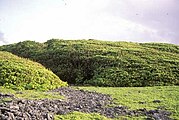 ヴォストック島の風に切り取られたピソニア属の木々