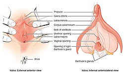 External and internal views of the vulva