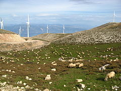 Pâturage et parc éolien.