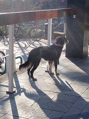 English: Waiting outside Exeter Library Dog an...