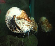 Nautilus pompilius