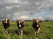 Livestock grazing near a wind turbine. Wb deichh drei kuhs.jpg