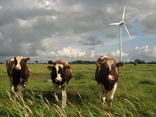 raising live stock on a farm