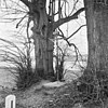 Wegkruis met 2 bomen (hagelkruis)