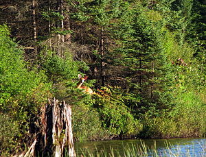 English: A whitetail deer doe on Lows Lake, Ad...